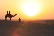 Camel Safari in Jaisalmer