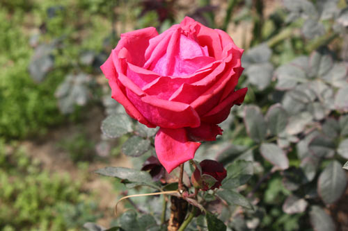 Rose in the Ashram Garden