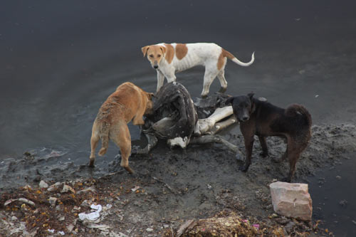 Dead Cow in Yamuna