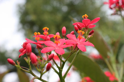 Flowers in the Ashram Garden