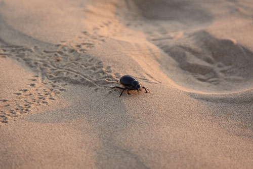 Desert Life in Rajasthan