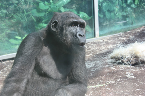 Gorilla