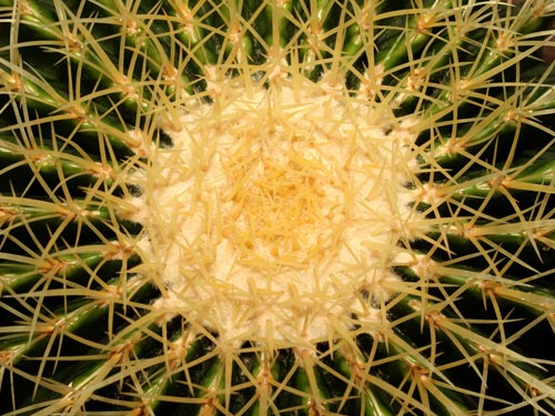 Cactus