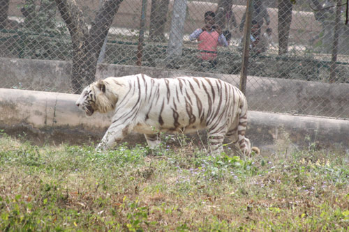 White Tiger