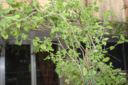 Tulsi - the Plant that gets married to Shaligram