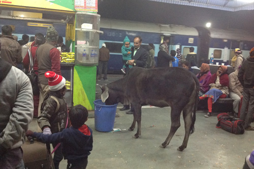 A Cow at the Train Station