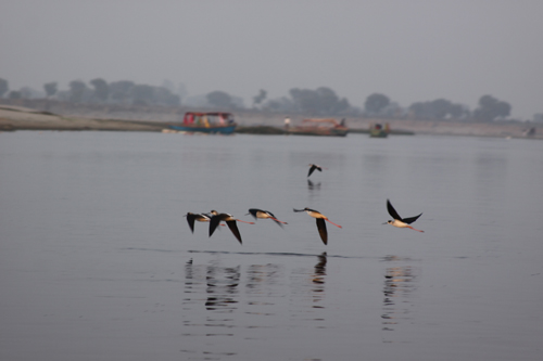 Birds over the Yamuna River