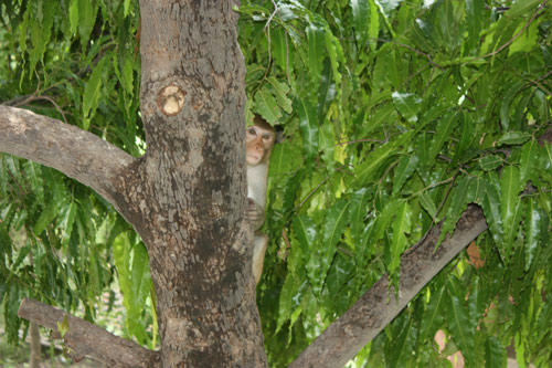Monkey at the Ashram