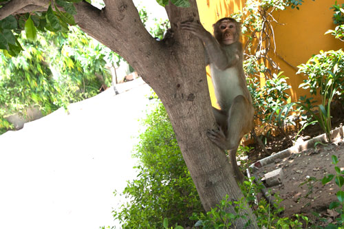 Monkey at the Ashram