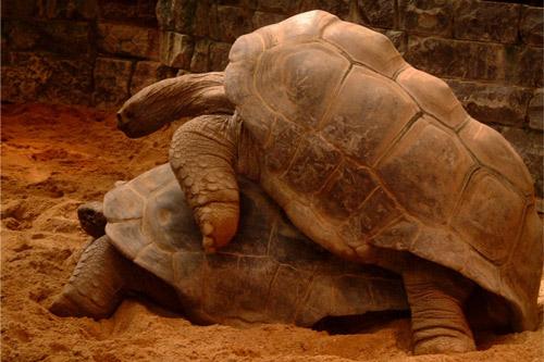 Turtle Sex