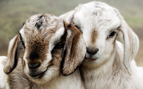 Cute Goats