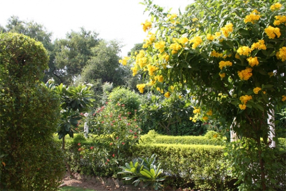 Garden