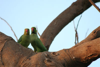 Parrot Couple 