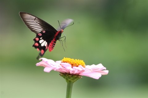 Butterfly