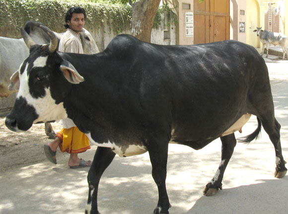 Cow in India