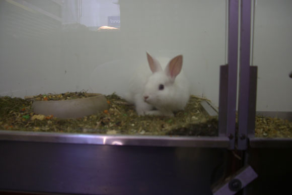Rabbit in Cage