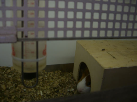 Guinea Pig in Cage