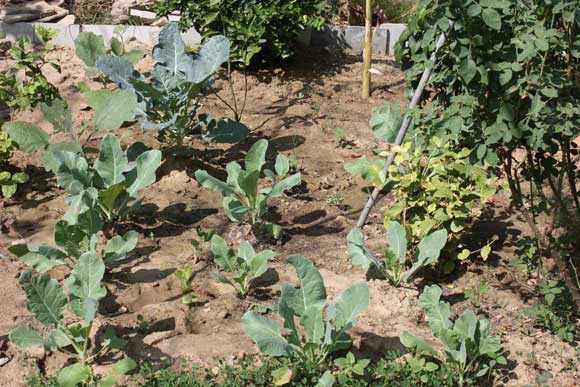 Vegetables at the Ashram